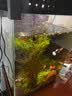 疯狂水草孔雀鱼活体水族宠物观赏鱼冷水耐活小型热带鱼淡水鱼苗 【3CM左右】精品孔雀鱼A 共8条 实拍图