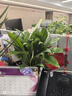 年宵花【热销款】白掌一帆风顺盆栽水培植物绿植过年装饰摆件年货 【店主推荐】特级白掌6-8株带花+早安盆+营养液 实拍图