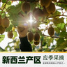 佳沛（zespri）新西兰 新果季 阳光金奇异果12粒特大果单果124-146g 猕猴桃 实拍图