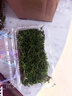 青苔藓鲜活苔藓微景观植物盆景盆栽水陆缸假山草造景材料苔藓 大灰苔藓（11*8）厘米一盒 实拍图