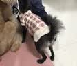 阿莫尔秋冬猫咪衣服加厚保暖可牵引棉衣宠物比熊泰迪小型犬马甲狗狗衣服 皮毛一体（粉色） M(建议5-8斤具体参考胸围背长) 实拍图