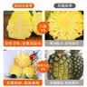 泰国去皮香水小菠萝开袋即食新鲜应季水果削皮无眼迷你小凤梨 泰国小菠萝2斤装（6-10个） 清甜多汁 实拍图
