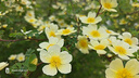 五粮液股份 富贵吉祥金装 52度500ml*2瓶 送礼喜宴 (新老包装随机发货) 实拍图