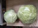山东新鲜甘蓝包菜卷心菜圆白菜新鲜嫩绿莲花白现摘现发早餐减脂 新鲜包菜 4.6斤净重 人工挑拣 实拍图