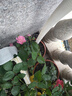 瑞典女王月季夏季耐晒灌木月季带花苞四季开花玫瑰大苗阳台庭院 天荷繁星+红果汁两颗原盆原土发货小苗 实拍图