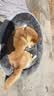 阿柴与猫狗窝舒适保暖 四季通用 中大型犬 金毛狗狗睡垫沙发L码 实拍图