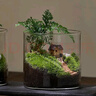 八芽趣味鲜活苔藓微型景观创意室内桌面生态绿植盆栽盆景懒人好养植物 山野人家 带玻璃杯 实拍图