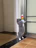 BNBNO猫咪悠悠球猫玩具自动逗猫棒自嗨解闷神器小猫消耗体力用品 实拍图