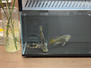 森森（SUNSUN）造浪泵鱼缸水族箱冲浪泵耀蓝造流吹粪便吹鱼便 磁铁款3W 流量调节 适合60cm以下鱼缸 实拍图