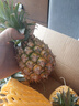金钻凤梨手撕小凤梨新鲜热带生鲜水果非菠萝源头直发【多仓发货】 净重4.5斤 单果400-650g 实拍图
