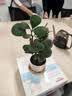 泰西丝 发财树盆栽桌面绿植摆件易活 3杆发财树+白坚持陶瓷盆 源头直发 实拍图