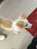 ERGOBABY封闭式猫窝保暖房子小型犬狗窝睡觉猫狗屋可拆洗垫四季通用宠物窝 实拍图