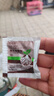 尔澜 嫁接深红无籽葡萄树苗庭院阳台盆栽地栽水果树苗葡萄苗源头直发 实拍图