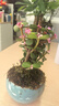 开时果 金枝玉叶盆栽棒棒糖老桩 多肉植物盆景水培办公室桌面花卉小绿植 【热销款】哥窑浅蓝盆+苔藓+底托 实拍图