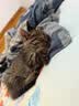 舒腾中华田园小猫咪活体田园猫宠物家养猫咪橘猫幼猫活体土猫狸花猫咪 田园级 狸花猫 公（幼猫两个月左右） 实拍图