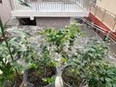 农相忘羊肚菌头茬精品菌菇100克礼盒(5-8cm)特产山珍干货煲汤礼盒 实拍图