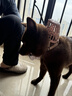 憨憨乐园宠物狗狗嘴套小中型犬防狗咬咬人防叫乱吃安全嘴罩口罩用品 4号 实拍图
