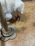 HELLOJOY猫抓柱剑麻猫抓板猫玩具耐抓耐磨不掉屑猫爬架立式自嗨解闷用品 实拍图