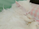 贝思奈沙发防猫抓保护贴猫抓板贴墙可裁剪修补布艺皮家具保护套猫爪贴 实拍图