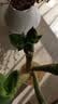 沭之美龙竹水培客厅绿植招财旺宅花卉植物水养常青竹子文昌竹源头直发 实拍图