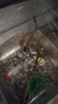 【新人专享】碗莲种七彩水培花卉水养四季莲花荷花种莲藕水培莲子 开口/混色 12粒+生根粉 实拍图