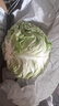 山东寿光新鲜青甘蓝卷心菜新鲜包菜青绿卷心菜手撕包菜爆炒 寿光甘蓝3斤（净重2.7斤） 实拍图