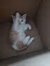 舒腾中华田园小猫咪活体田园猫宠物家养猫咪橘猫幼猫活体土猫狸花猫咪 田园级 橘白 公（幼猫两个月左右） 实拍图