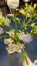 美乐棵鲜花保鲜剂通用营养液鲜切花百合花花束插花肥园艺鲜花肥料 10ml鲜切花通用型x10包 实拍图