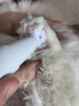 先锋（SINGFUN）宠物剃毛器猫咪专用剃脚毛器静音狗狗脚毛修剪器宠物店局部推子小猫猫爪脚底脚掌屁屁一体机电推剪 实拍图
