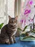 财咪猫咪骨骼疼痛狗狗鲨鱼软骨素犬猫专用200片 实拍图