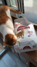 皇家成猫猫粮 营养均衡 F32 通用粮 1-7岁4.5kg*2 实拍图