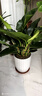 叹为观止大型植物发财树各种大颗盆栽开业乔迁客厅办公室内好养大型花卉 金钻【60-80厘米】 不含盆 实拍图