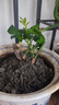 玫瑰花苗老桩绿植物盆栽月季蔷薇老根室内外阳台庭院特大花卉四季 21紫玫瑰（老桩苗四季开花） 实拍图