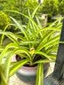 叹为观止18种吊兰任你选金边吊兰各种盆栽花卉客厅垂吊桌面植物净化空气 金心吊兰【陶瓷盆】 不含盆 实拍图