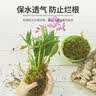 德沃多水苔约12L(二级)营养土爬宠乌龟冬眠蝴蝶兰君子兰花苔藓种植盆栽 实拍图