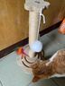 HELLOJOY猫抓柱剑麻猫抓板猫玩具耐抓耐磨不掉屑猫爬架立式自嗨解闷用品 实拍图