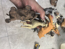 知识花园动物模型玩具儿童3-6岁动物园男女孩六一儿童节礼物 46件套 实拍图