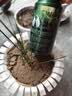 领沃观叶植物专用营养液绿植通用肥阳台盆栽通用型中量元素水溶肥 实拍图