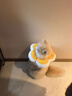 华元宠具（hoopet）猫咪伊丽莎白圈幼猫项圈宠物狗狗圈颈圈脖圈头套犬耻辱圈防舔头罩 实拍图