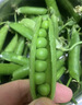 中鲜生 云南新鲜豌豆 甜豌豆新鲜蔬菜现摘豆角 净重5斤【精选品质】鲜嫩饱满 实拍图