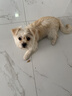 星益生趣（STELLA&CHEWY'S）进口烘焙狗粮SC冻干小颗粒小型犬粮无笼散养鸡肉4.54kg,效期27.5 实拍图