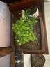 御春阁小叶紫檀树苗黑骨茶室内阳台盆栽花卉绿植耐寒四季常青微景观桩形 大号5根一盆30厘米高左右 实拍图