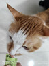 多特思猫零食小轻松猫草猫条50支0肉粉0诱食剂排毛化毛成幼猫条软罐头 实拍图