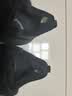 亚瑟士（asics）GT2000 14男鞋 26秋季新款运动鞋稳定支撑缓震跑步鞋马拉松跑鞋男 【2E宽楦】黑武士/GT-2000 14 41.5 码(260mm) 实拍图