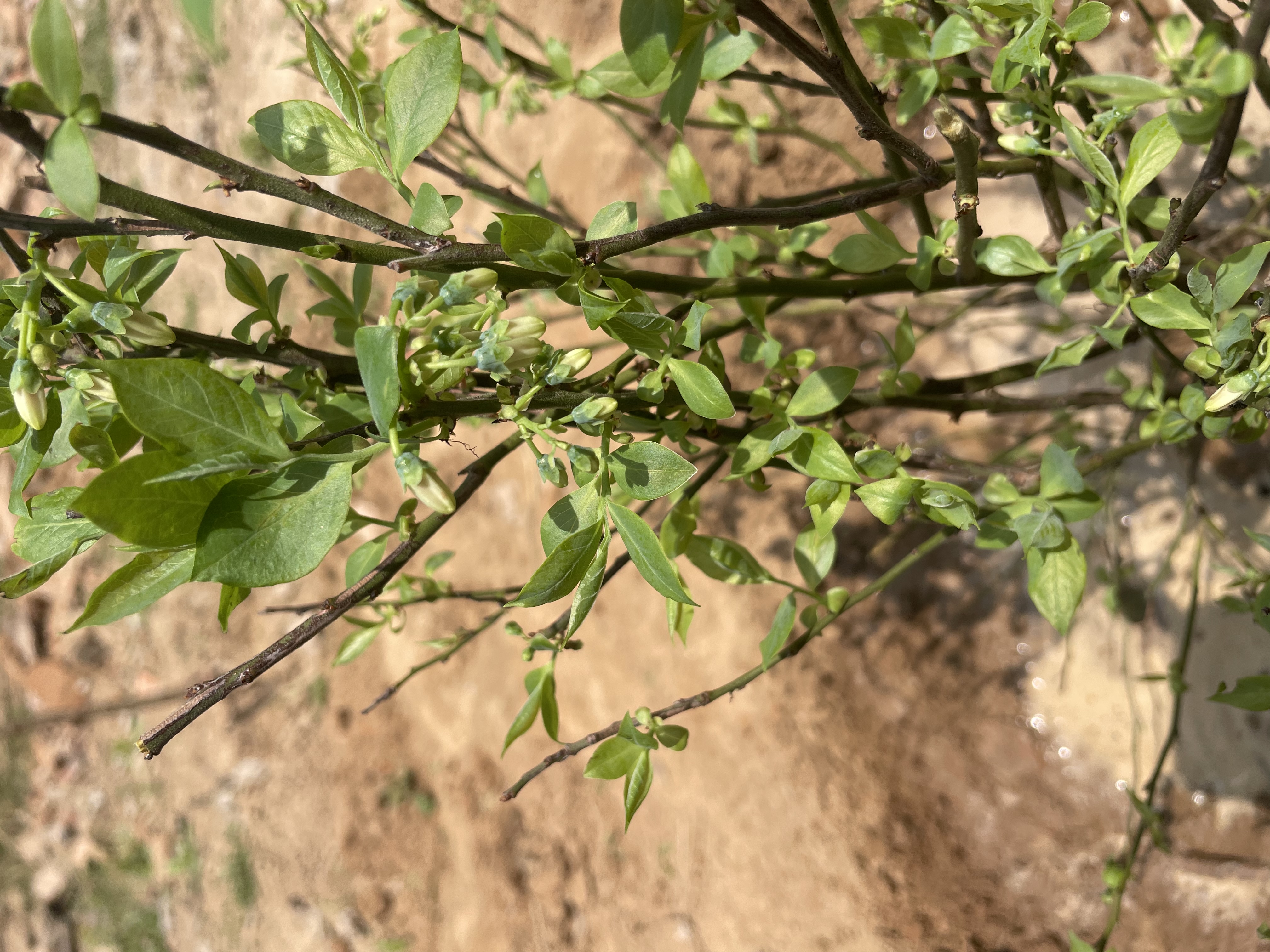 蓝莓树苗南方北方庭院阳台地栽盆栽种植大果苗耐寒耐热果树苗大全 蓝莓苗：7年苗50-60CM【春季带花或带果】无盆 实拍图