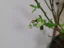 四万公里蓝莓树苗绿宝石水果树苗南北方种植阳台盆栽地栽苗源头直发 实拍图