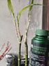 领沃观叶植物专用营养液绿植通用肥阳台盆栽通用型中量元素水溶肥 实拍图
