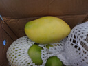玖原农珍 海南大青皮金煌甜心芒果净重4.5-5斤优选果200-350g当季新鲜水果 实拍图