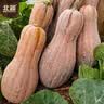 北蔬 南瓜种子苗甜糯板栗味老品种杂交蔬菜种籽 糯妃20老蜜本种子20粒 实拍图