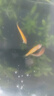 卡奇鱼 斑马鱼 淡水鱼 观赏鱼 小型观赏鱼 热带鱼 蝶翼斑马荧光好养易活 糖果斑马30条1.5-2.5cm最少5色 实拍图